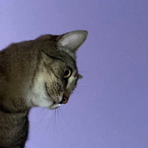 Meet your Posher, Isabelle